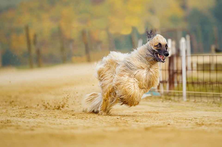 Afghane Welpen Afghanischer Windhund Hunde Welpen