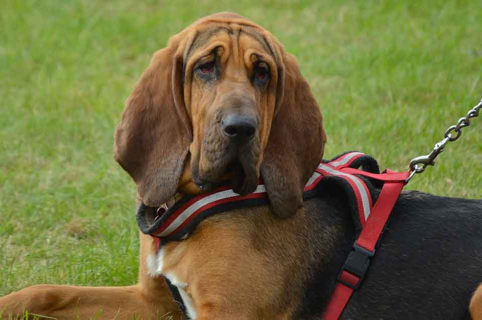 Bloodhound oder Bluthund